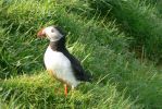 PICTURES/PUFFINS - Helmaey Island/t_Puffins (14).JPG